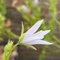Campanula poscharskyana 'E. H. Frost'